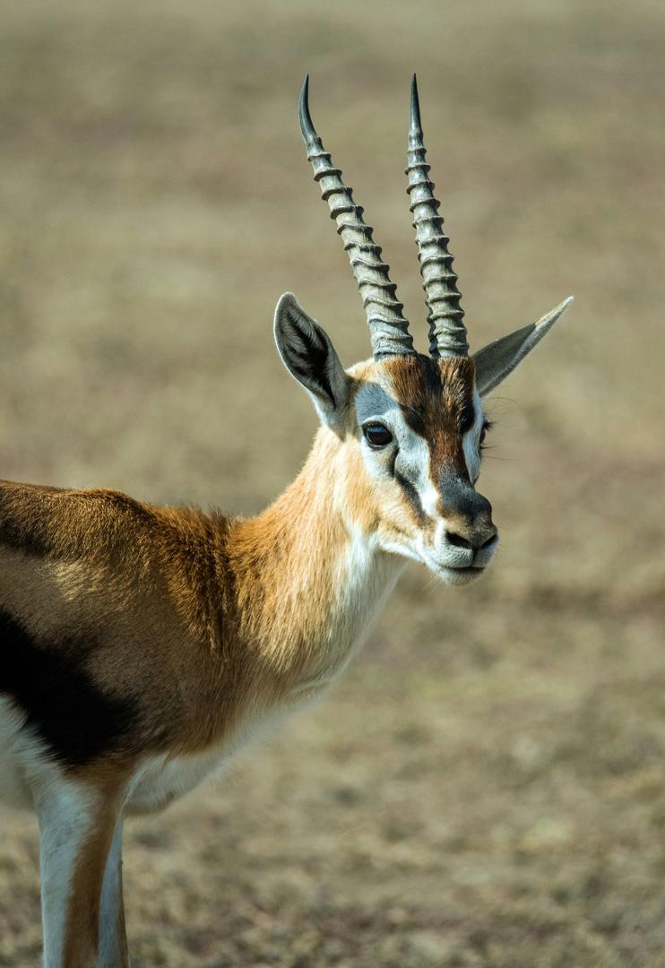Wildlife